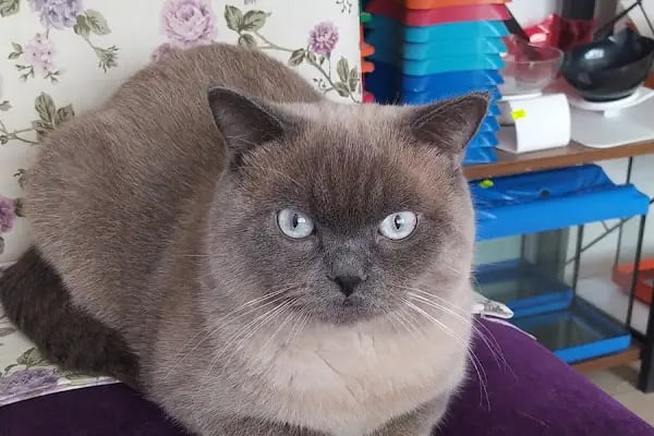 Mercan Petshop - Resim 3