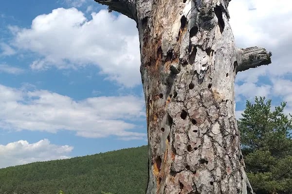 Çamkoru Tabiat Parkı - Resim 17
