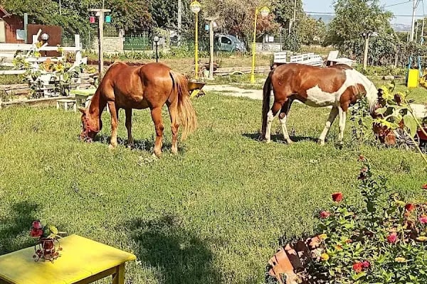 Rüzgarlı Bahçe At Çiftliği - Resim 13