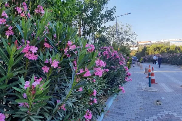 Kocaeli Büyükşehir Belediyesi Kuştepe Mesire Alanı - Resim 20