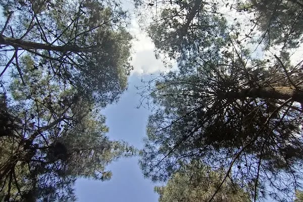 Kocaeli Büyükşehir Belediyesi Kuştepe Mesire Alanı - Resim 6