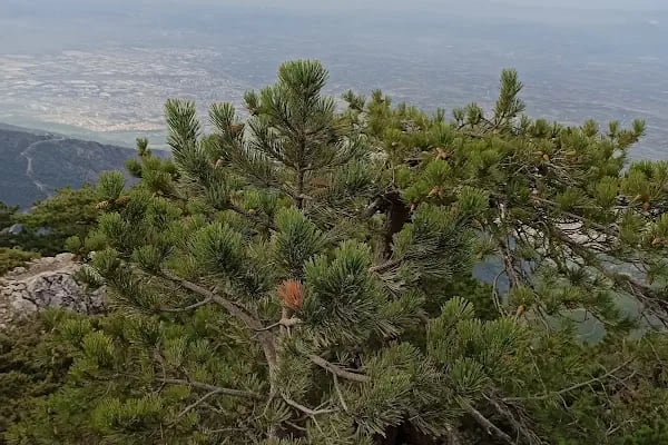 Manisa Seyir Terası - Resim 14