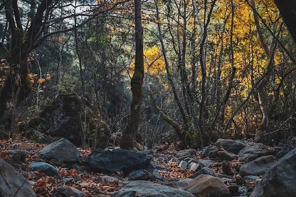 Balçova Terapi Ormanı - Resim 19