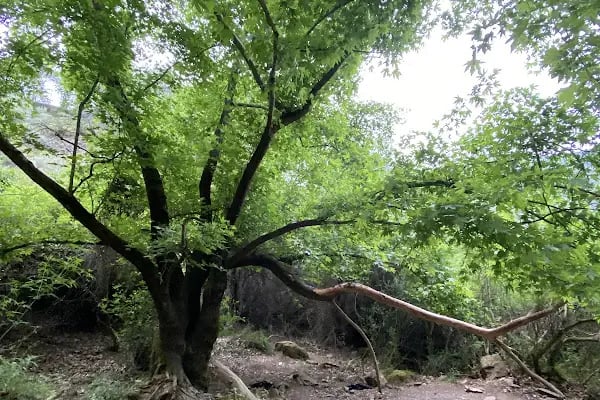 Balçova Terapi Ormanı - Resim 13