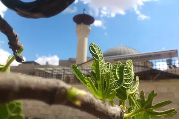 Ahmet Molla Cami - Resim 2