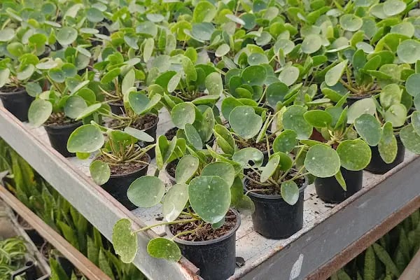 Bayındır Yeşil Ege Peyzaj çiçekçilik ltd şti - Resim 15