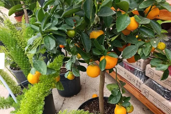 Bayındır Yeşil Ege Peyzaj çiçekçilik ltd şti - Resim 19