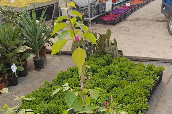 Bayındır Yeşil Ege Peyzaj çiçekçilik ltd şti - Resim 17