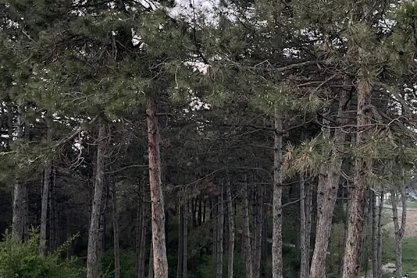 Şamlar Orman Parkı - Resim 4