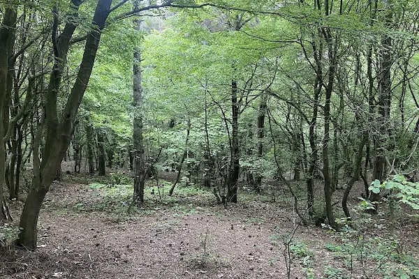 Şamlar Orman Parkı - Resim 7