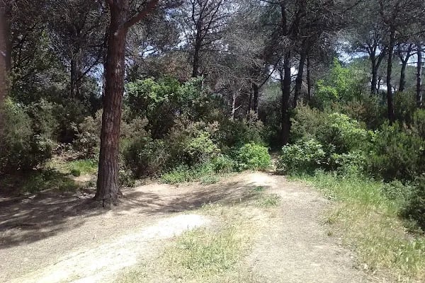 Şamlar Orman Parkı - Resim 14