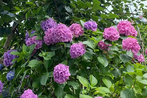 Poison Garden Suite &amp; SPA - Resim 19