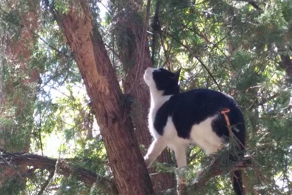 Bursa Büyükşehir Belediyesi Cerrah Parkı - Resim 16