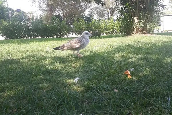 Atatürk Meydanı - Resim 19
