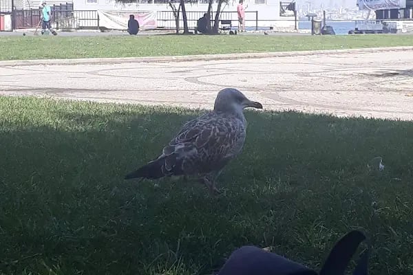 Atatürk Meydanı - Resim 12