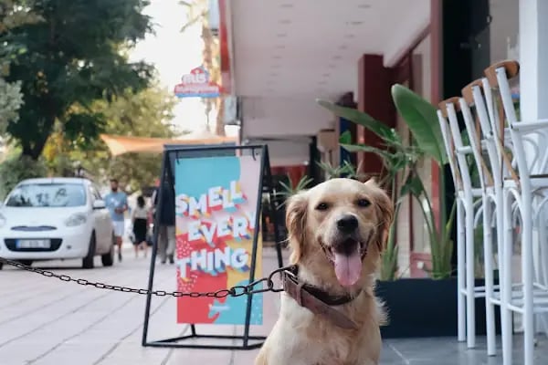 Adana Veteriner Kliniği - HEYPATİ - Resim 11