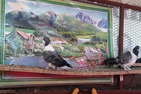 Çiçek Mah. Camii - Resim 3
