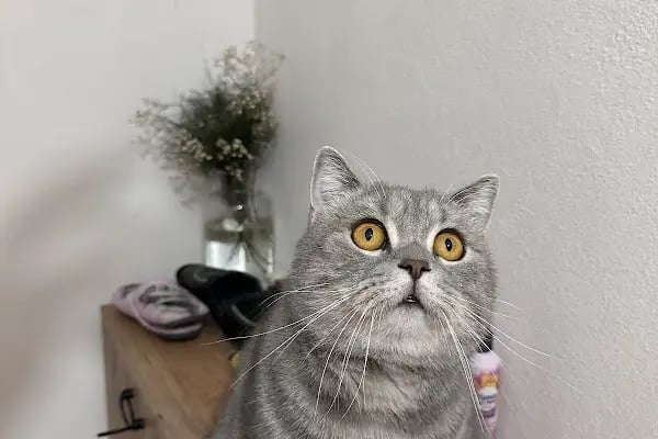 Ataköy Vetra Veteriner Kliniği - Resim 3