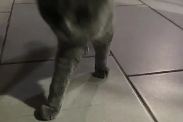 Ataköy Vetra Veteriner Kliniği - Resim 18