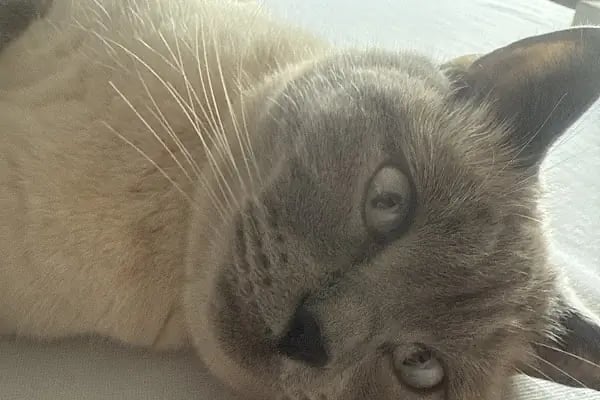 Ataköy Vetra Veteriner Kliniği - Resim 16