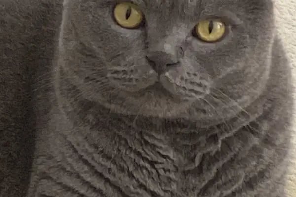 Ataköy Vetra Veteriner Kliniği - Resim 14
