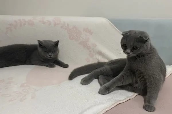 Ataköy Vetra Veteriner Kliniği - Resim 15