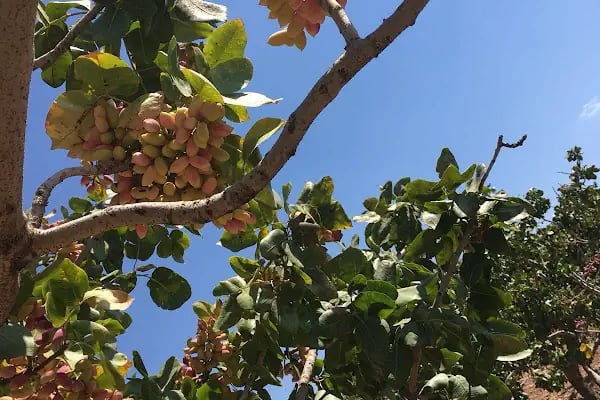 Beydilli Çakallı İlköğretim Okulu - Resim 3