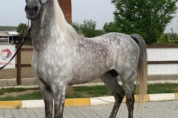 Atçılık Merkezi - Resim 3