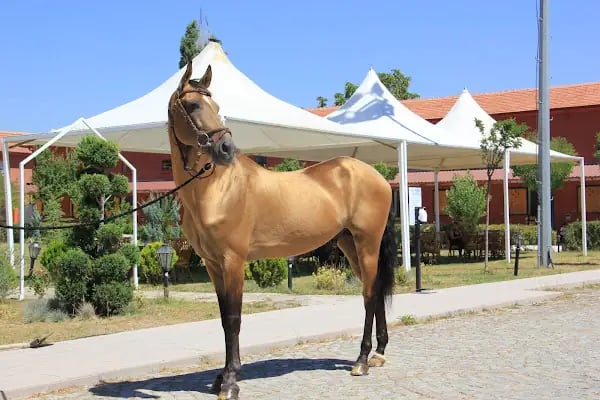 Atçılık Merkezi - Resim 14
