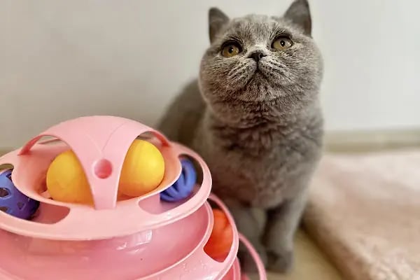 Miss Cat Veteriner Kliniği - Resim 11