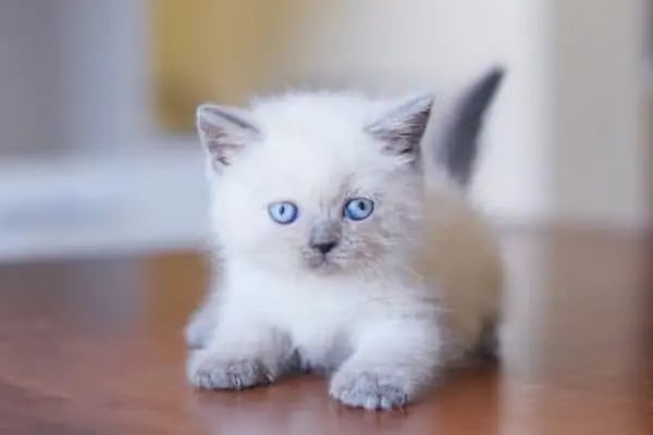 Miss Cat Veteriner Kliniği - Resim 14