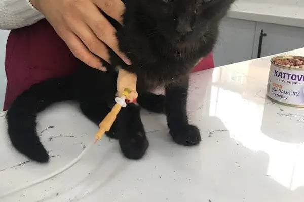 Miss Cat Veteriner Kliniği - Resim 10