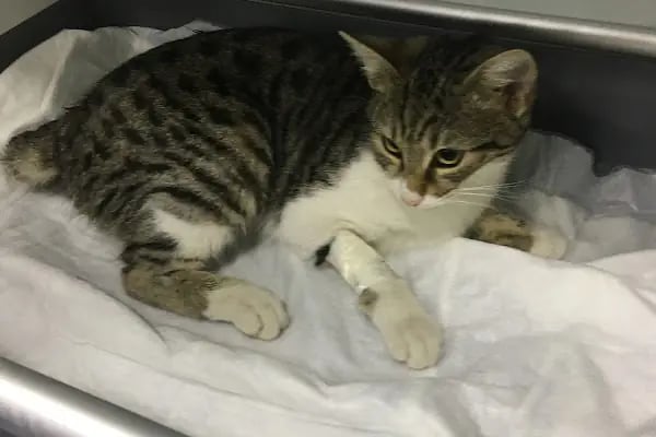 Miss Cat Veteriner Kliniği - Resim 13