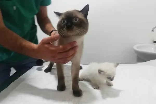Akdeniz Veteriner Kliniği Gaziantep - Resim 12