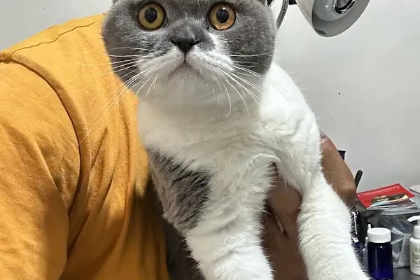 Akdeniz Veteriner Kliniği Gaziantep - Resim 2