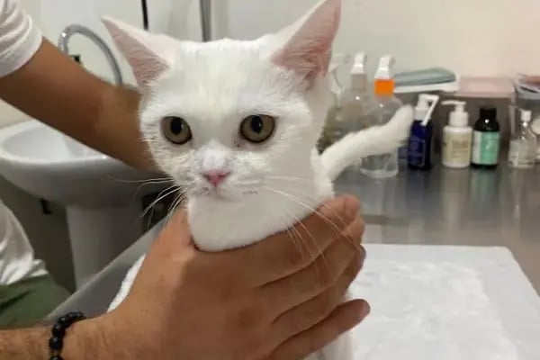 Akdeniz Veteriner Kliniği Gaziantep - Resim 8
