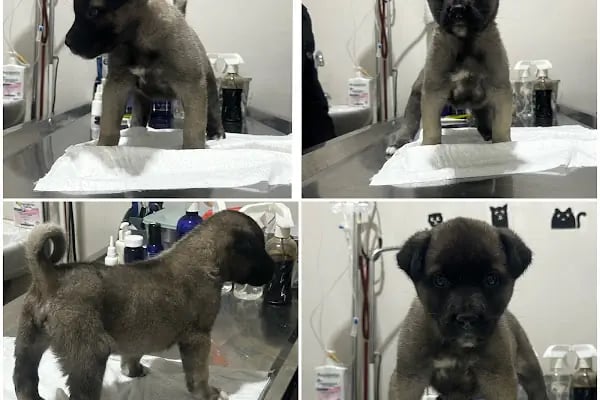 Akdeniz Veteriner Kliniği Gaziantep - Resim 18
