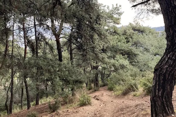 Manastır Balçova Terapi Ormanı - Resim 4