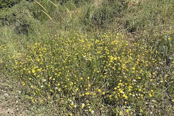 Manastır Balçova Terapi Ormanı - Resim 16