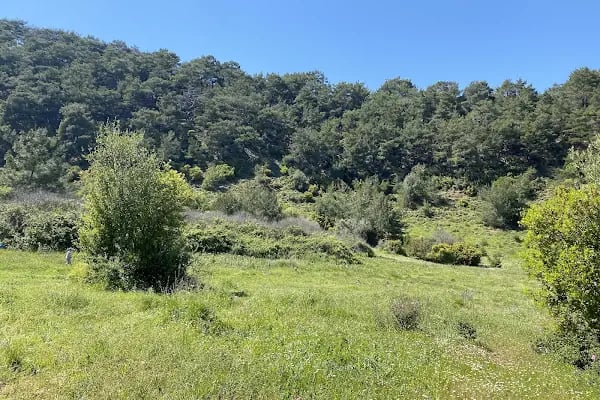 Manastır Balçova Terapi Ormanı - Resim 2