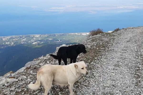 Manastır Balçova Terapi Ormanı - Resim 15