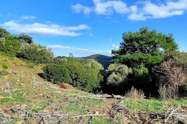 Manastır Balçova Terapi Ormanı - Resim 6