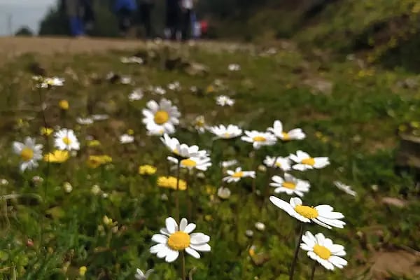 Manastır Balçova Terapi Ormanı - Resim 9