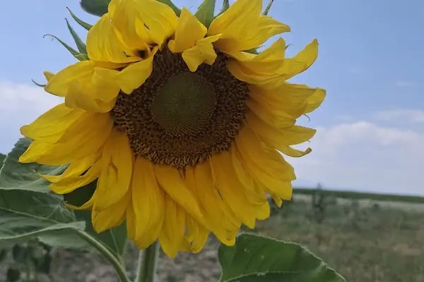 Beysehir nilufer bahcesi - Resim 5