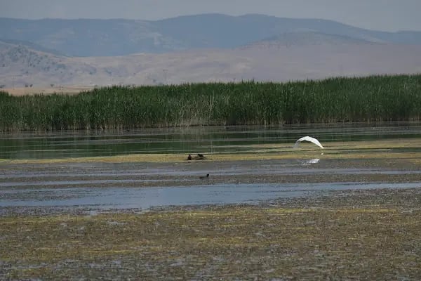 Beysehir nilufer bahcesi - Resim 3