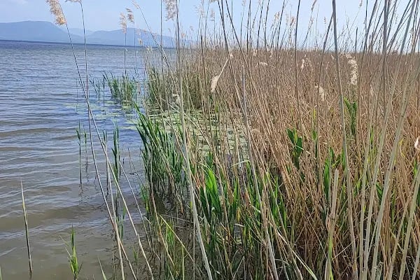 Beysehir nilufer bahcesi - Resim 4
