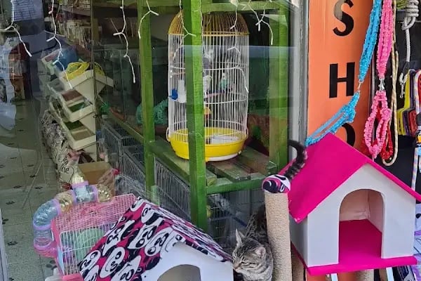 MADAM GODİ PETSHOP - Resim 3
