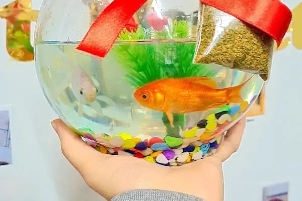 MADAM GODİ PETSHOP - Resim 14