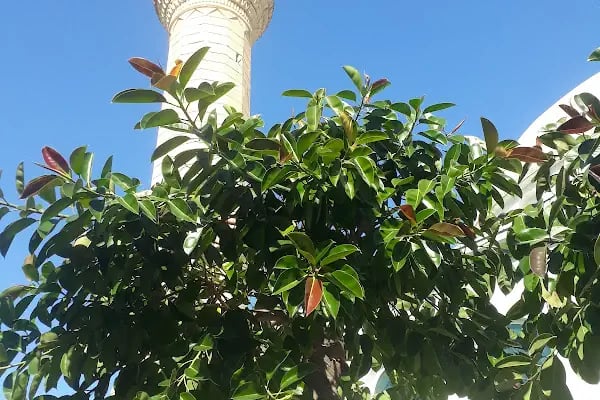 Muhammet Müftüoğlu Cami - Resim 7