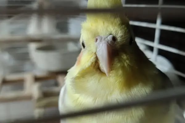 METE PET SHOP - Resim 16